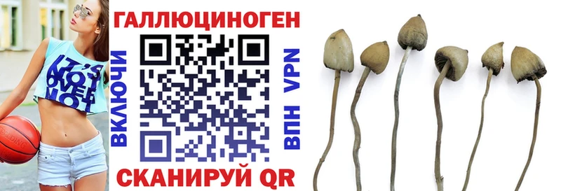 Купить  Грязи  Галлюциногенные грибы GOLDEN TEACHER 