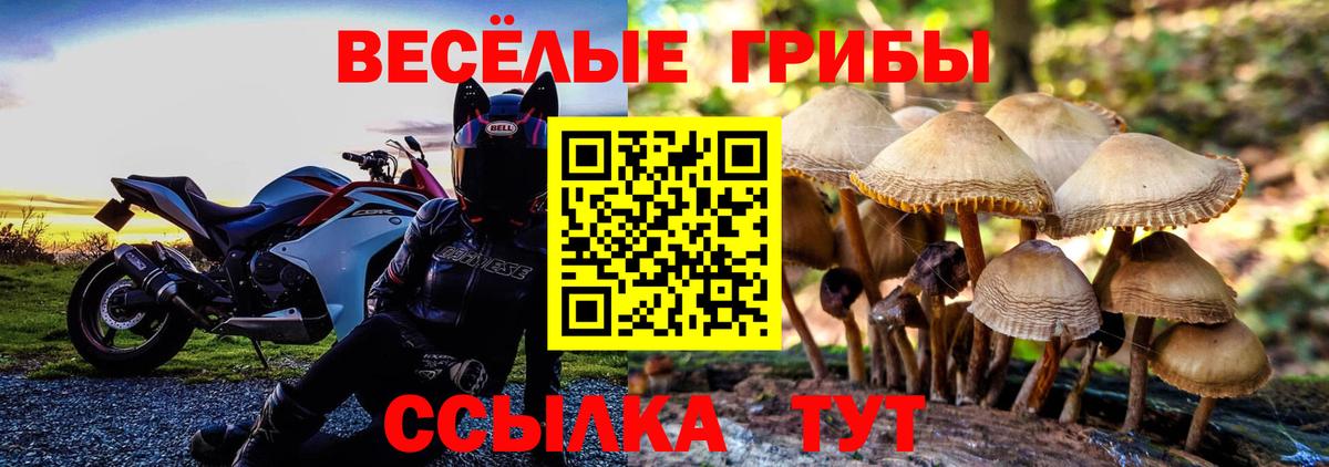 Псилоцибиновые грибы Psilocybine cubensis Грязи